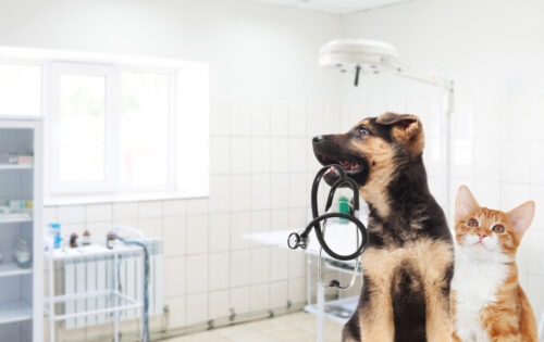 Veterinary Hospitals Veterinary Hospitals